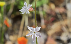 Lithophragma heterophyllum