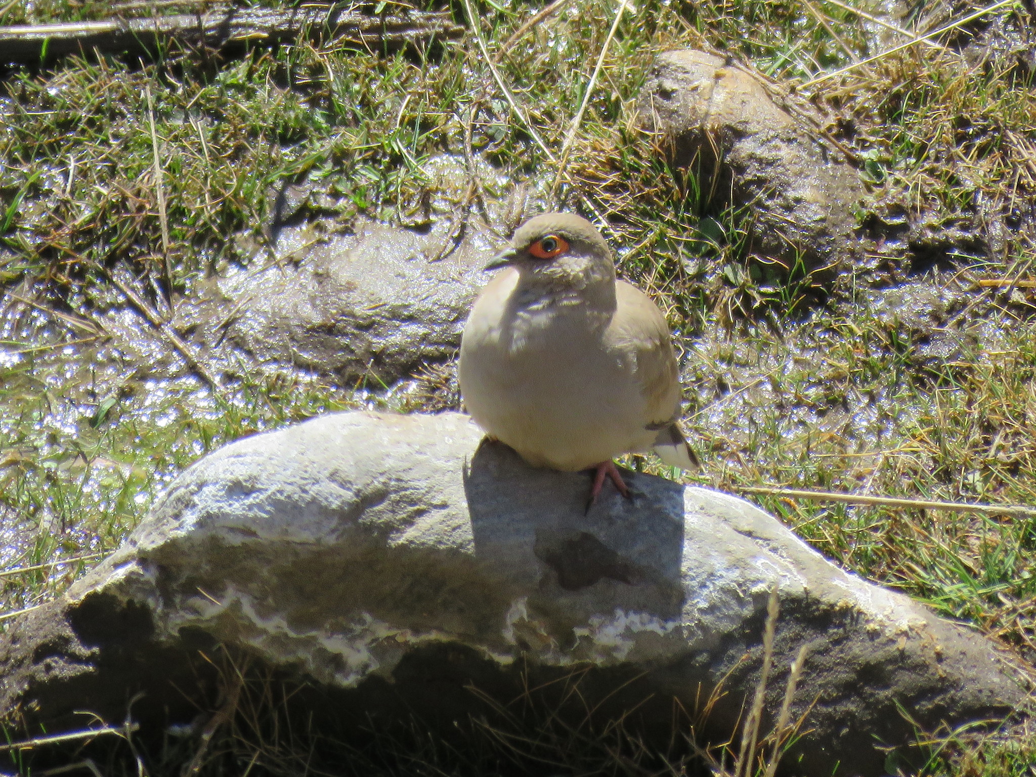 Bare-eyed Ground Dove illustration