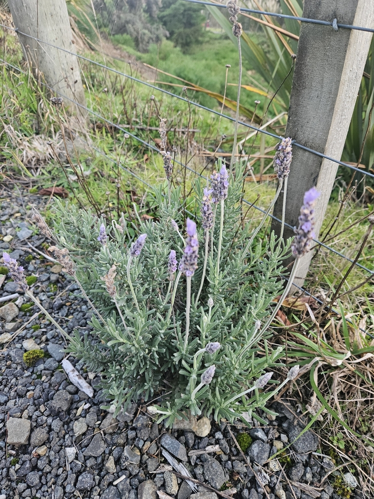 Lavandula
