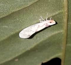 Otiocerus francilloni