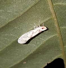 Otiocerus francilloni