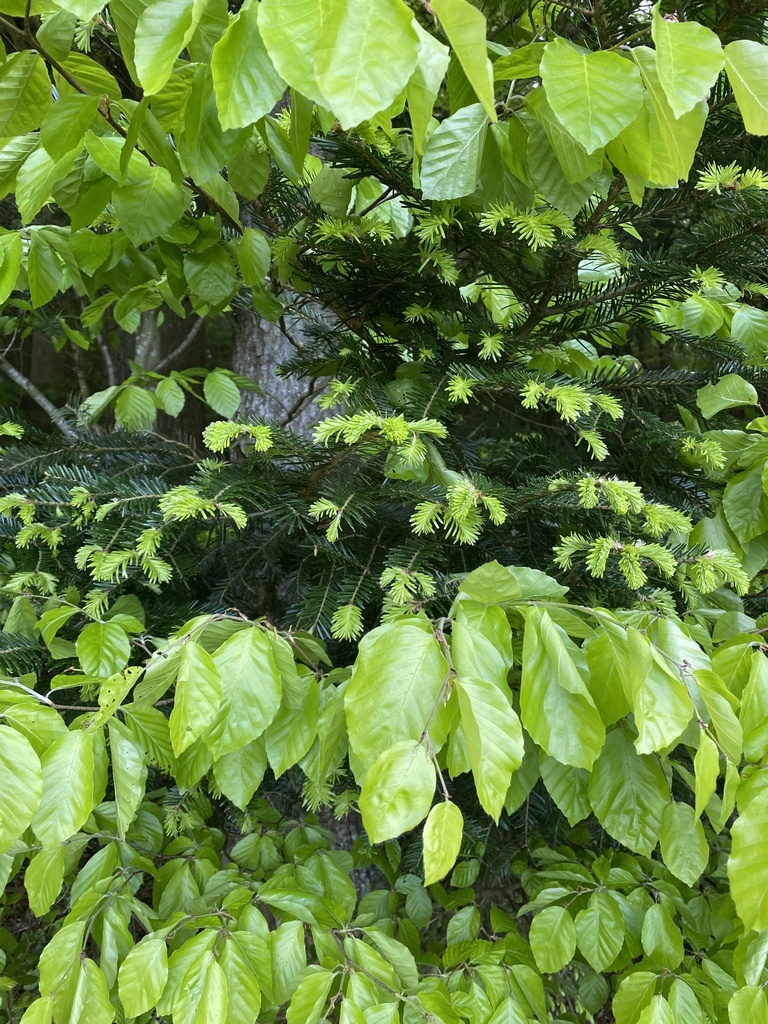 Fagus