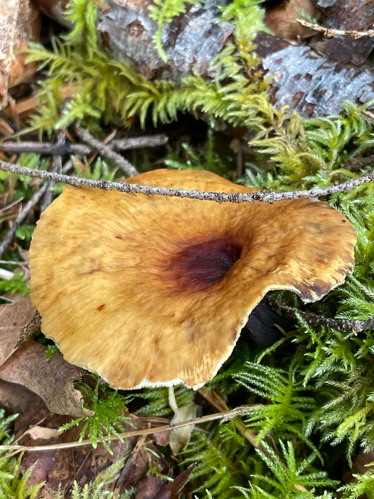 Fungi