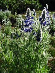 Lupinus covillei