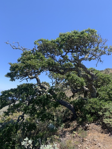island scrub oak