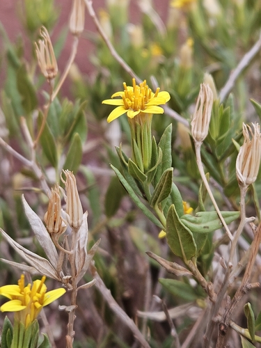 Trixis californica
