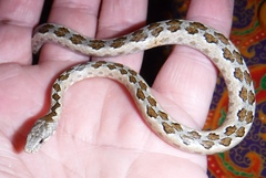 Western Bark Snake photo 2