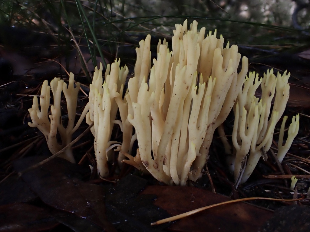 Ramaria lorithamnus · May 2025 · photo: © oqt (iNaturalist, cc-by)