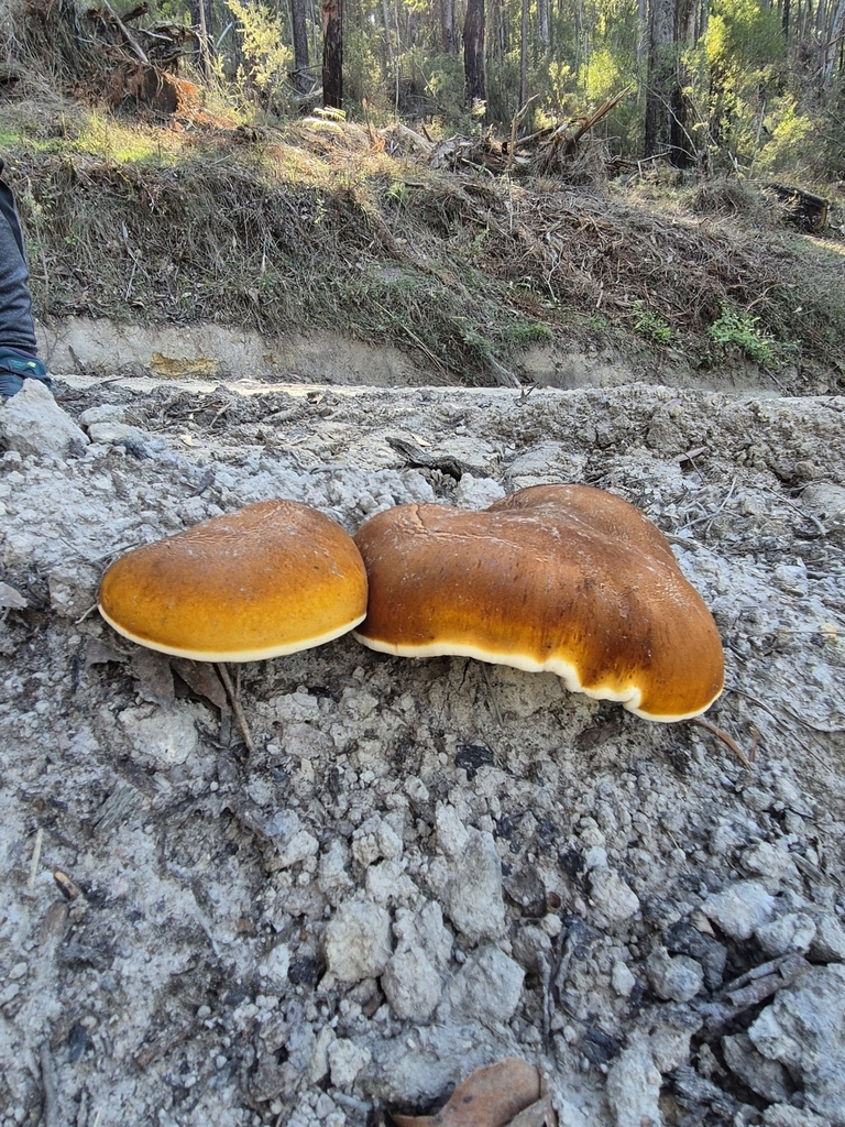 Fomitopsis hartmannii · May 2025 · photo: © pel56 (iNaturalist, cc0)