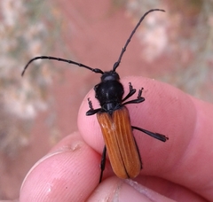 Tragidion coquus