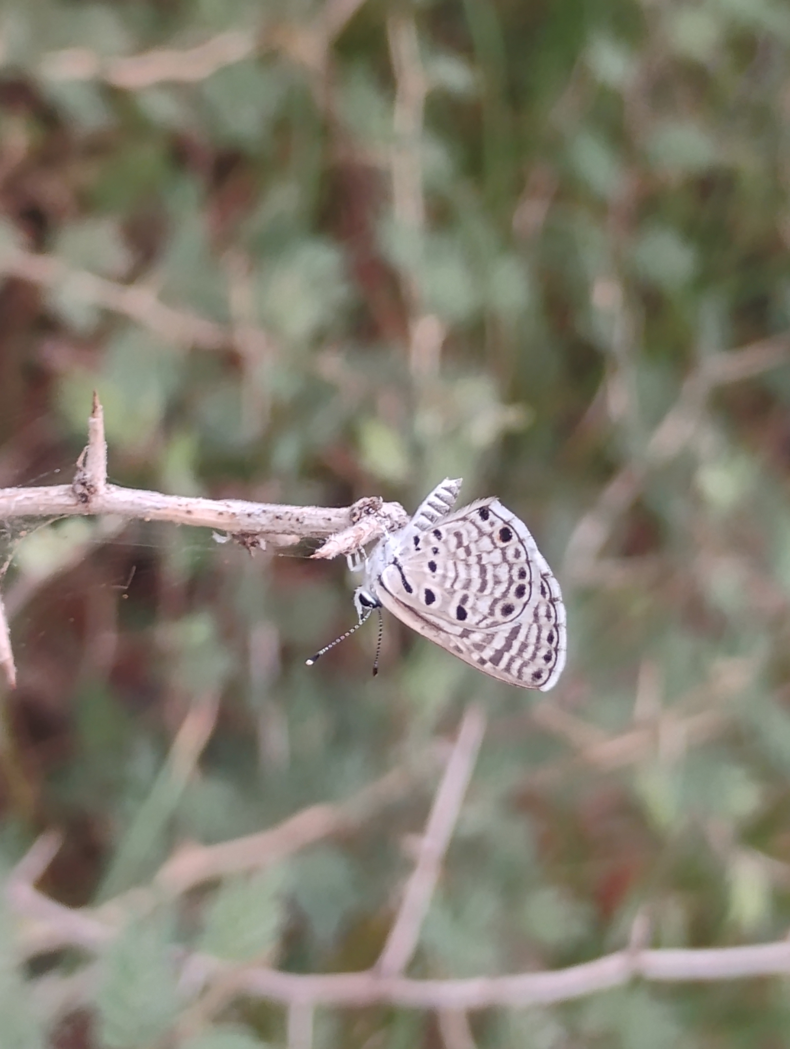 African Babul Blue