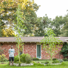 Amaranthus australis