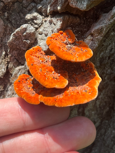 Trametes coccinea