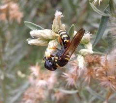 Ectemnius decemmaculatus