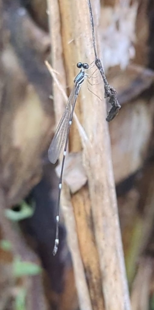 Pied Shadowdamsel