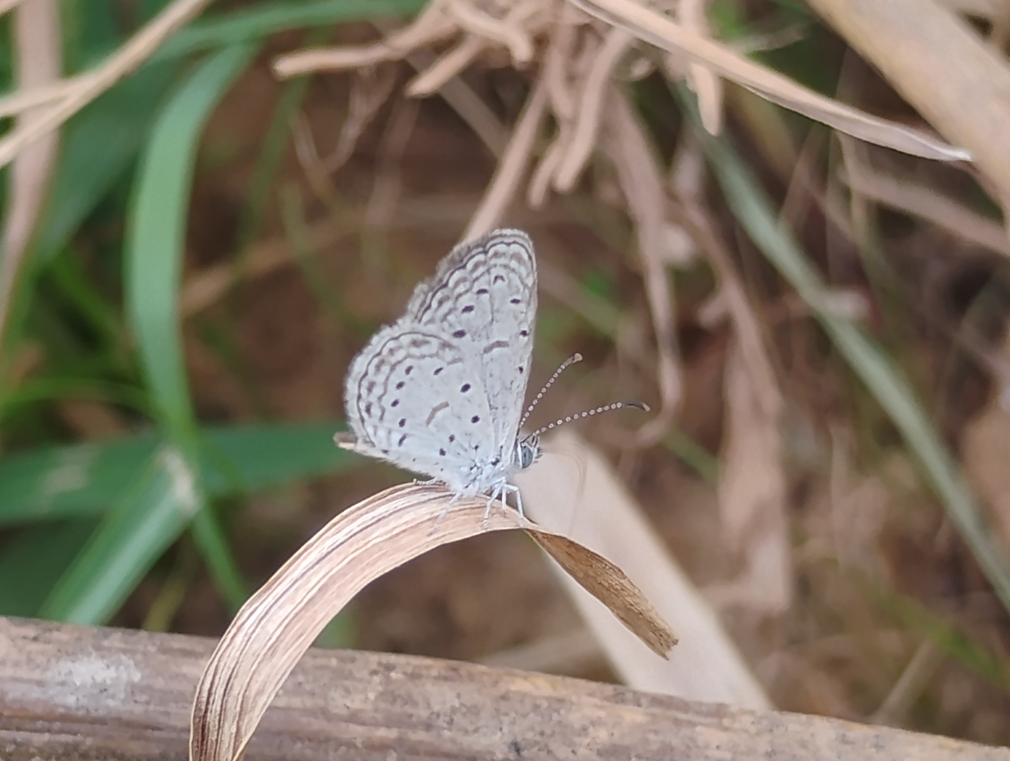 Tiny Grass Blue