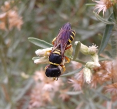 Ectemnius decemmaculatus