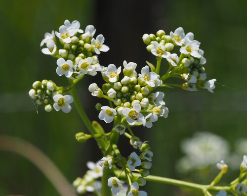 Upright Scurvy-grass (Ionopsidium glastifolium)