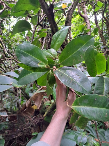 Stylogyne lateriflora
