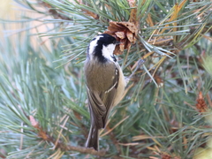 Periparus ater