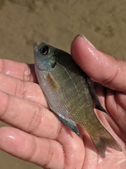 Lepomis macrochirus