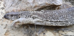 Varanus albigularis angolensis