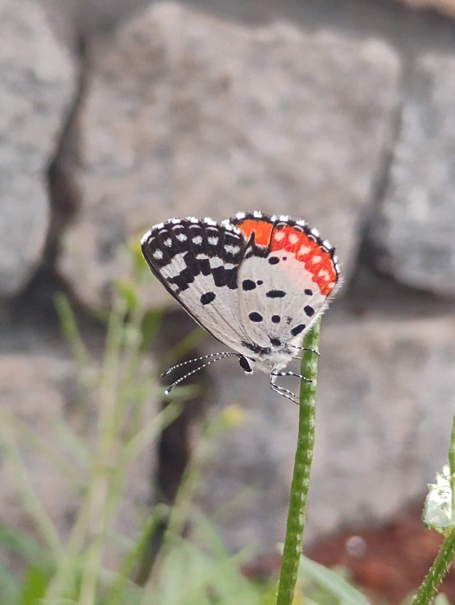 Red Pierrot