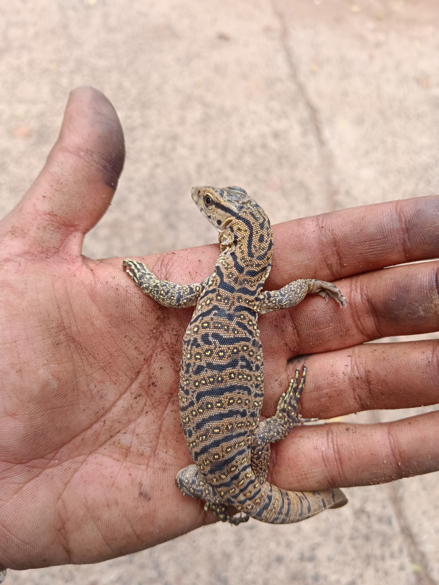 Bengal Monitor Lizard