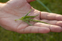 Amaranthus australis