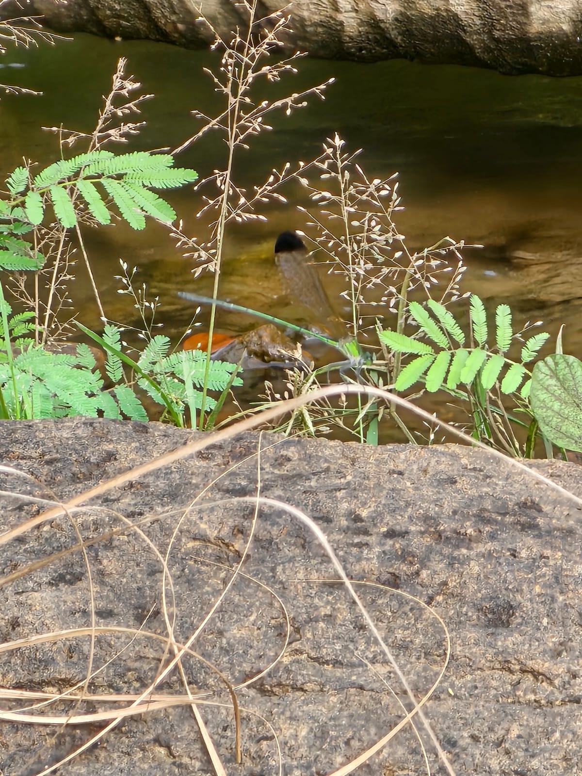 Black-Tip Flashwing