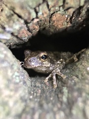 Hyla japonica