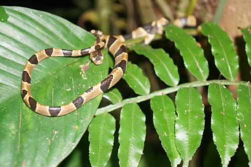 Photo of a Fiddle-string Snake (Imantodes cenchoa)