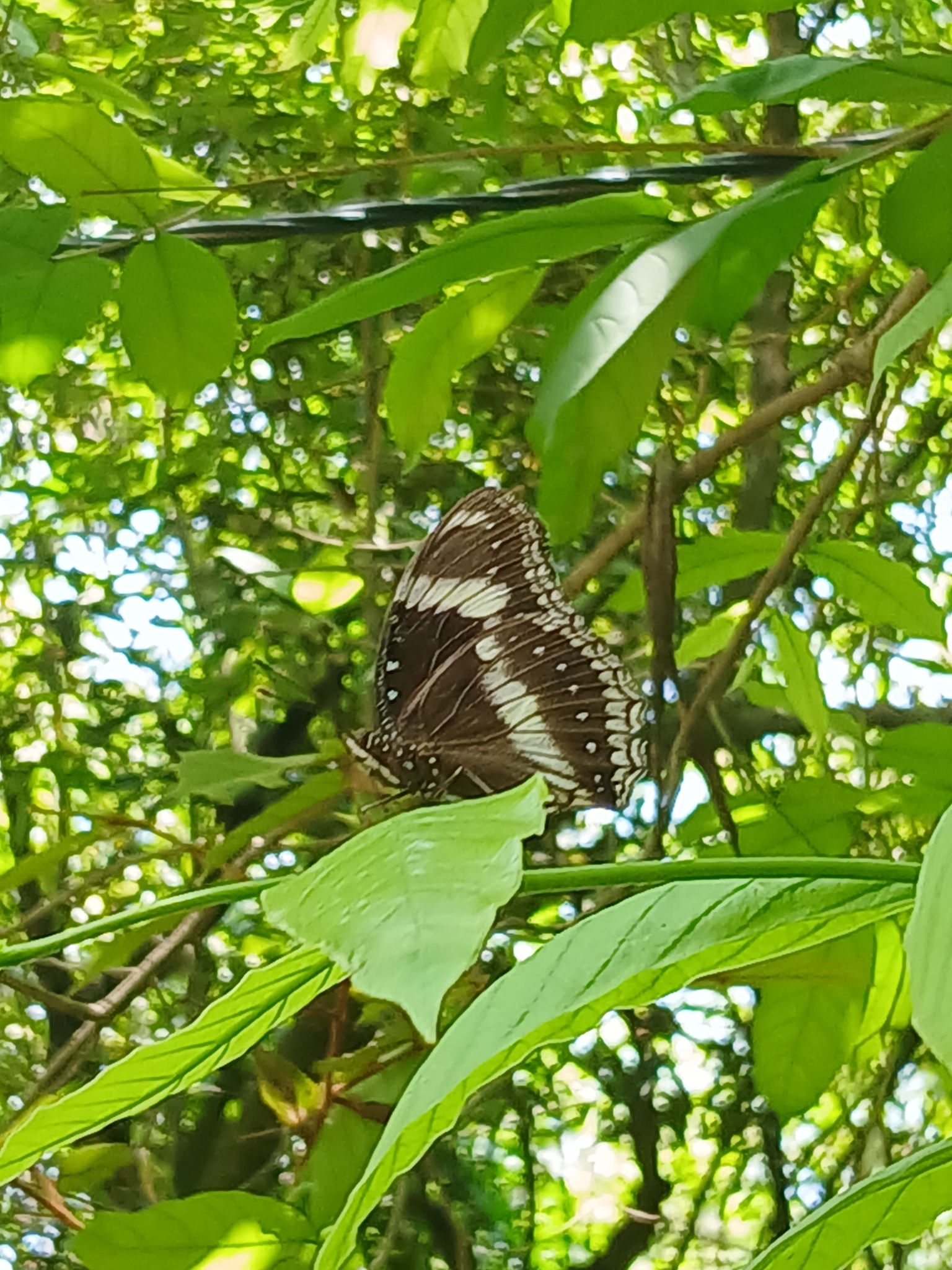 Great Eggfly