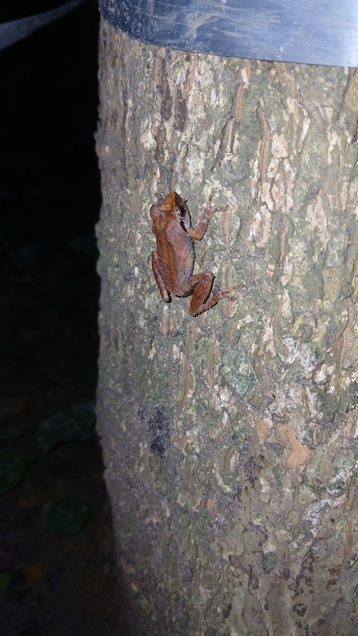 Wynaad Brown Eared Shrub Frog