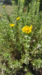 Heterotheca fulciens