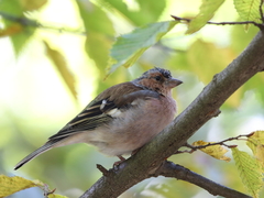 Fringilla coelebs