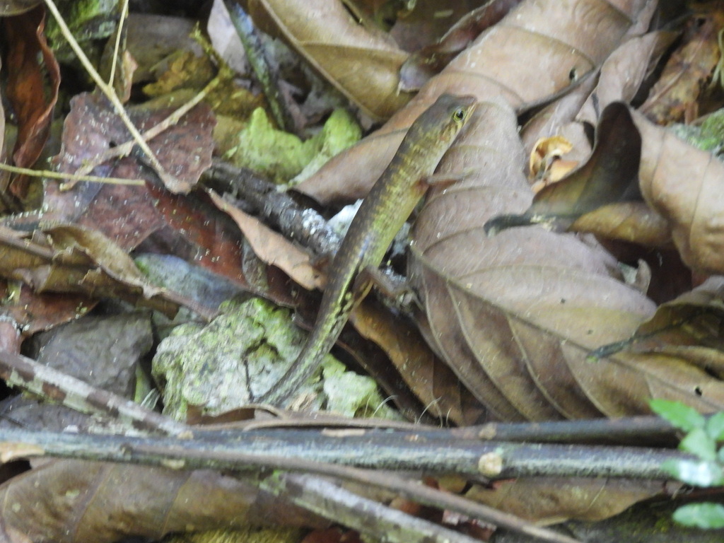 Jagor's Sphenomorphus