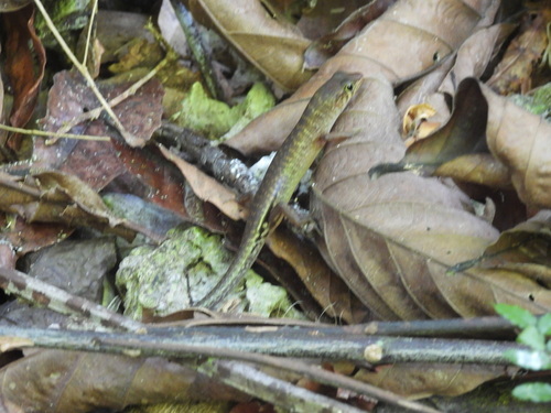 Jagor's Sphenomorphus