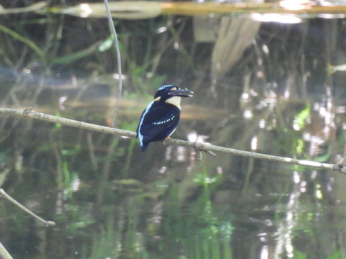 Northern Silvery Kingfisher (Ceyx flumenicola), photo 5