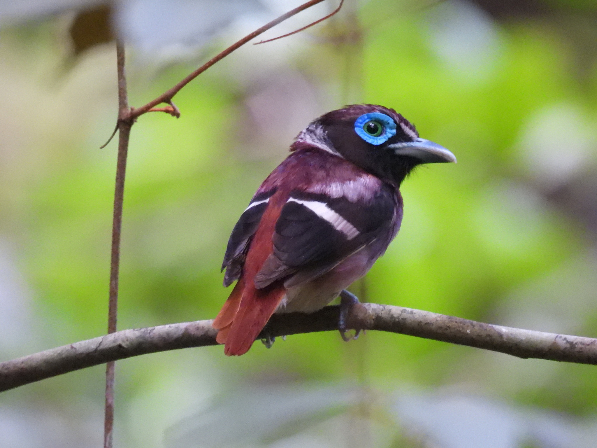 Visayan Broadbill illustration