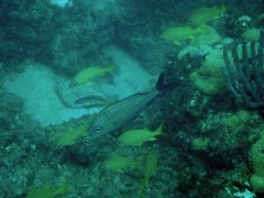 Haemulon carbonarium