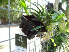 Vanda falcata