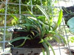 Vanda falcata