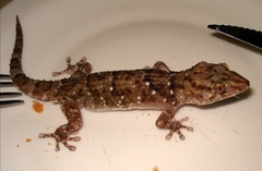 Chondrodactylus