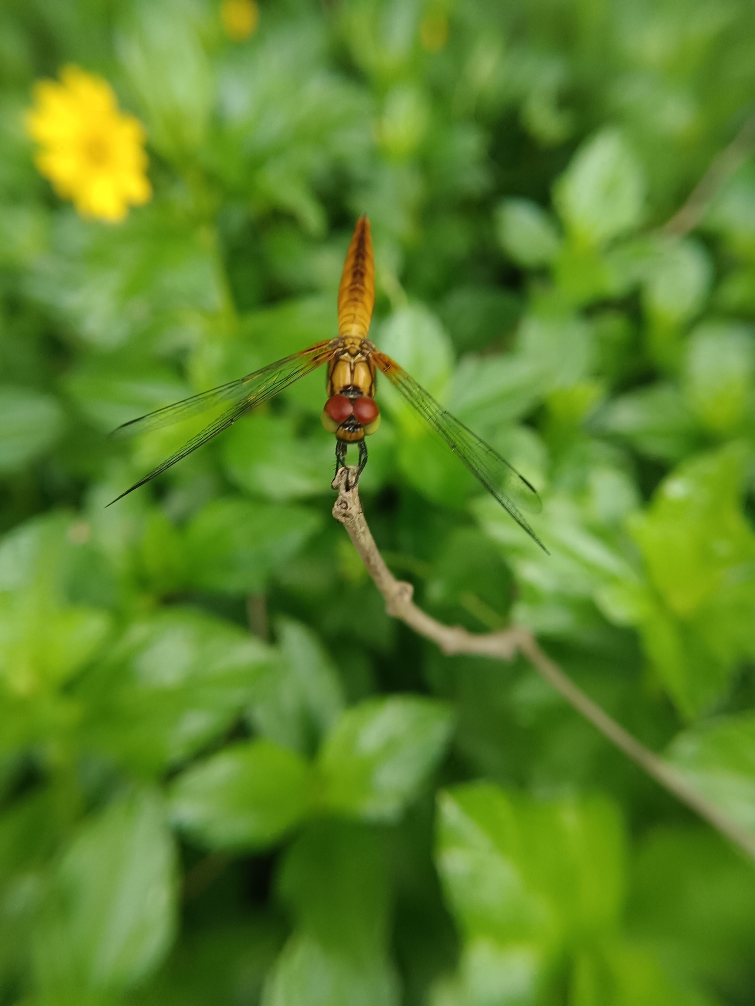 Scarlet Marsh Hawk