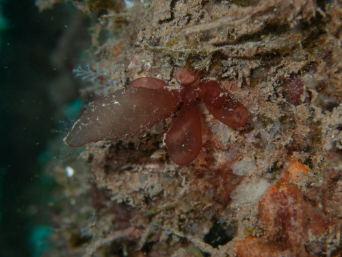 Erythrocolon podagricum