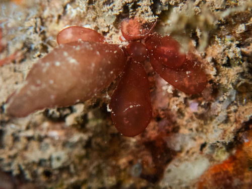 Erythrocolon podagricum