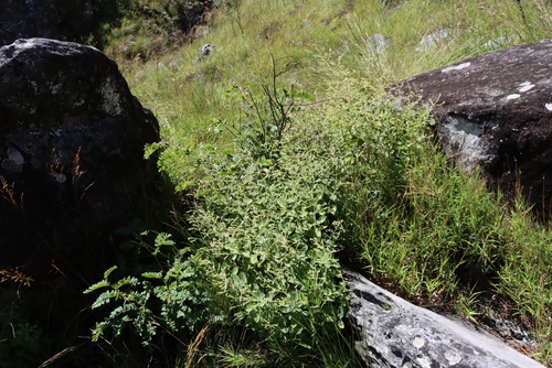 Chimanimani Rocksage (Aeollanthus viscosus)