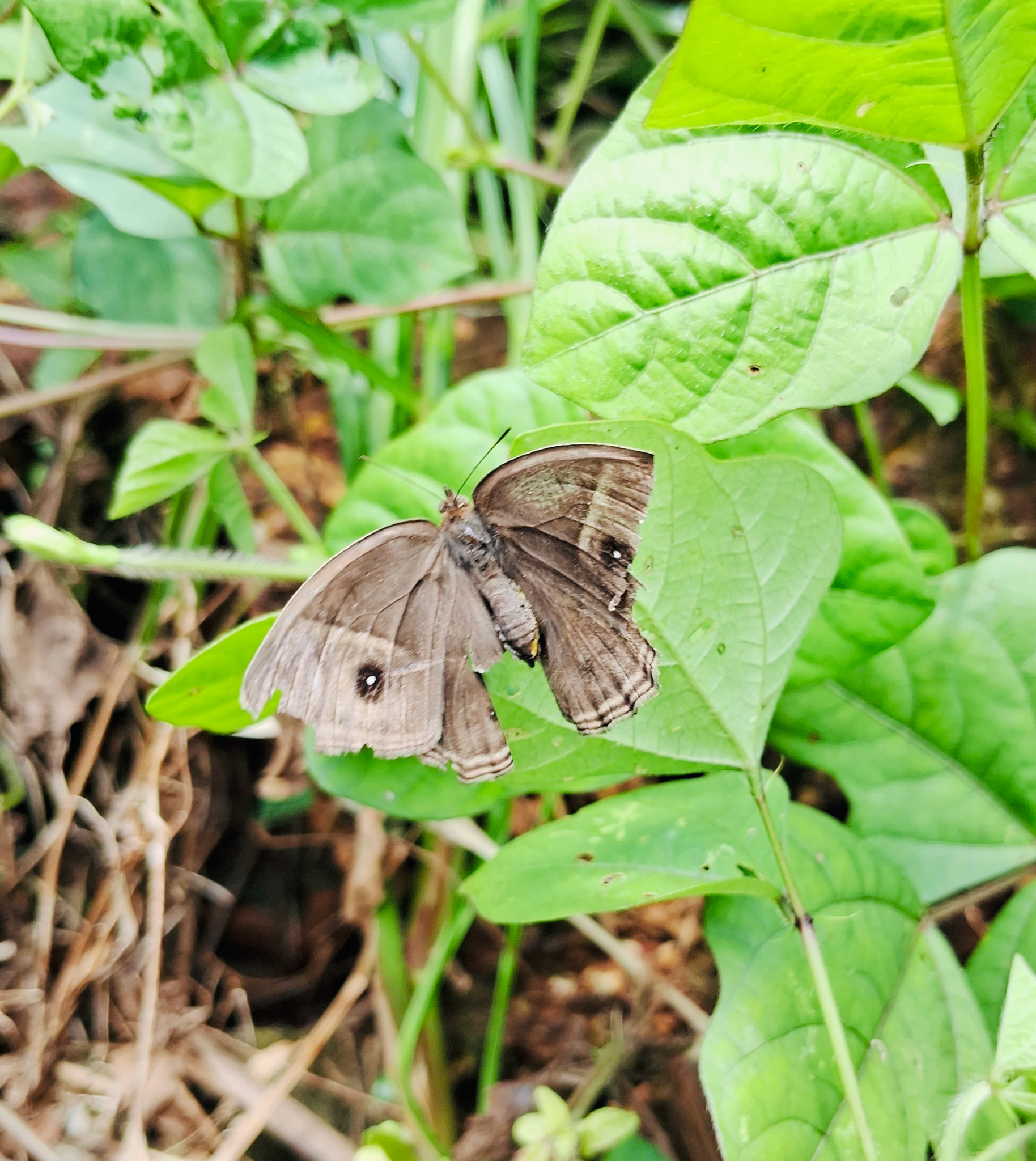 Dark-Branded Bushbrown