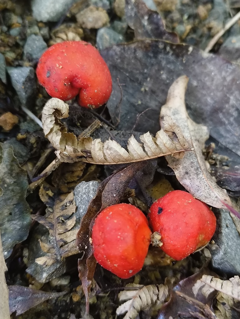 Leratiomyces erythrocephalus · April 2025 · photo: © zedt (iNaturalist, cc-by)